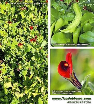 Спаржевый горох (фото тетрагонолобуса) посадка и уход, мои отзывы о выращивании