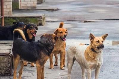 В Твери ловят собак, напавших на ребенка
