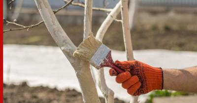 Побелка деревьев: надо ли белить и как это сделать правильно