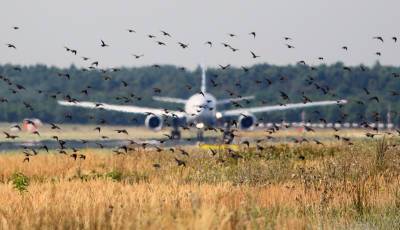 Стая птиц помешала взлету самолета в аэропорту Белгорода