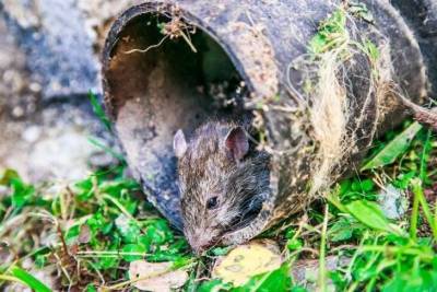 Что нужно посадить, чтобы прогнать мышей с огорода: хитрости дачников