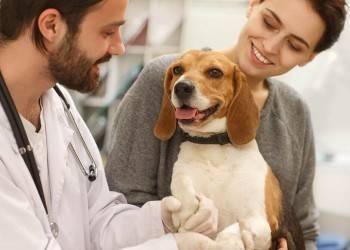 Стерилизация собак: в чем плюсы и минусы процедуры?