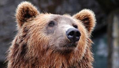 В Сибири медведь задрал сторожа