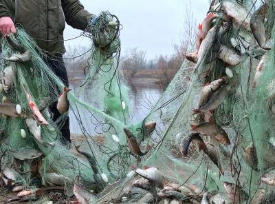 В Астраханской области из-за обмеления нижней Волги ожидается массовая гибель рыбы
