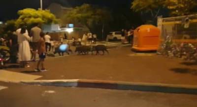 Новая жертва кабанов в Хайфе: мужчина, гулявший с собакой. Видео