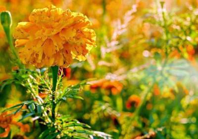Почему нельзя выбрасывать бархатцы после цветения: о чем не знают садоводы