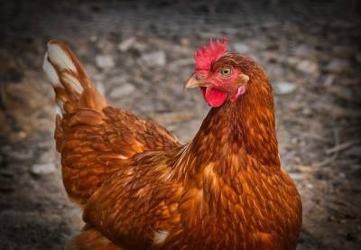 Синявинская птицефабрика заплатит 500 тысяч рублей за обращение с биоотходами