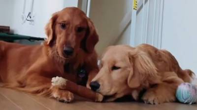 Хитрый пес стащил лакомство у друга и прославился благодаря своей настойчивости (Видео)