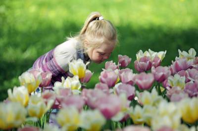 В Летнем саду высадят четыре тысячи тюльпанов - neva.today - Санкт-Петербург - Голландия - район Центральный