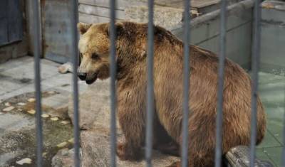 Полиция задержала подозреваемого в отравлении двух медведей в зоопарке Челябинска
