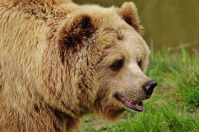В Приморье медведь напал на мужчину в лесу