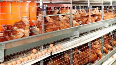 Производство мяса в Украине за 9 мес.-2021 сократилось на 1,8%, яиц на 14,1% – Госстат