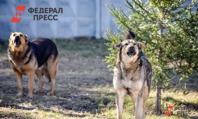 Бездомные псы растерзали девочку в Красноярске