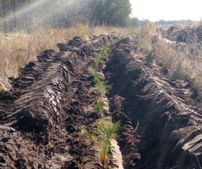 В Николаевском лесничестве высадили 34 тысячи сеянцев сосны