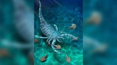 В Китае обнаружили древнего морского скорпиона размером с собаку