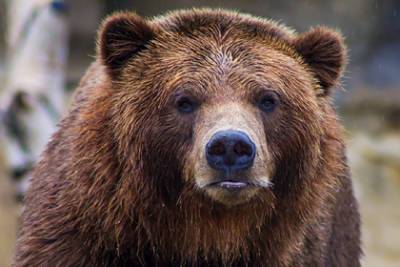Медведь напал на россиянина в лесу и разодрал ему лицо