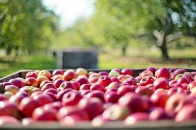 Мэрия Воронежа не оставляет попыток откреститься от платы за ненужный план застройки яблоневых садов