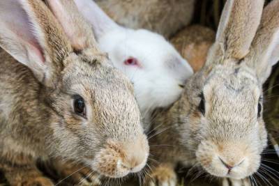 У боровичанина из-за долгов забрали 2500 кроликов