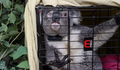 В Австралии вакцинируют коал, но не от ковида