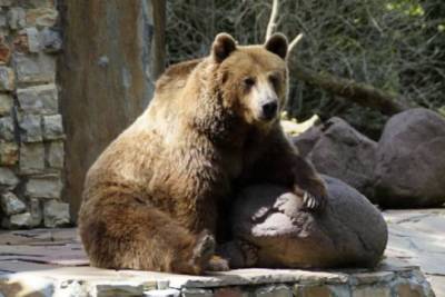 Установлен подозреваемый в убийстве бурых медведей в челябинском зоопарке