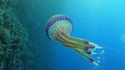 Дайвер обнаружил загадочное существо в нескольких десятках метров под водой