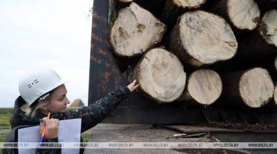 РЕПОРТАЖ: Готовь сани летом: жители Могилевской области активно ведут заготовку дров