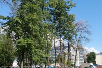 В Верхнем городском парке Рязани вырубят 76 ясеней и высадят 700 новых деревьев и кустарников