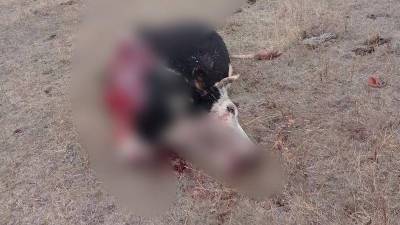 В Башкирии неизвестные жестоко убили домашний скот