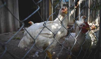 Шесть тысяч голов гусей и индейки уничтожили в Башкирии из-за птичьего гриппа