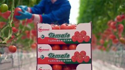 Туркменистан может потеснить Узбекистан на рынке томатов в России