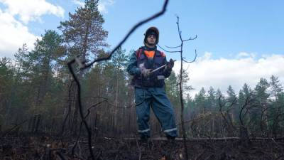 В России определили регионы с худшей заботой о лесах