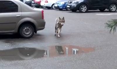 Жители Уфы заметили волка на улице города