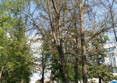 В Наташином парке высадят более 700 единиц деревьев и кустарников