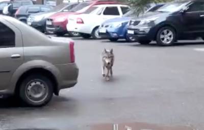 В Уфе возле школы заметили волка. Он покусал сотрудников МЧС