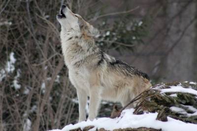 В Уфе поймали волка, бегавшего на детской площадке