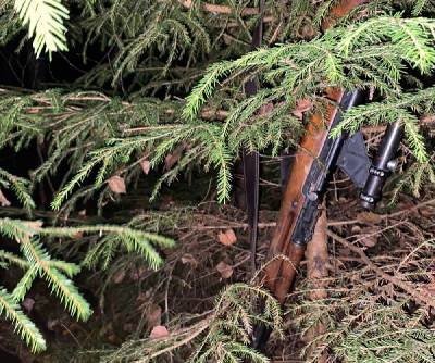 В Смоленской области браконьер застрелил молодого лося