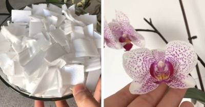 Гениальный трюк для развития корней орхидеи. Вместо обычного грунта, временно насыпьте простой материал
