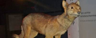 Вымерший более века назад японский волк признан ближайшим предком собак
