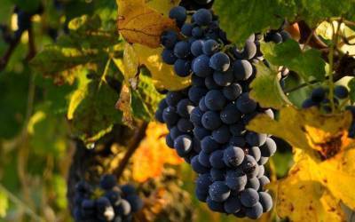 Когда лучше сажать виноград: осенью или весной