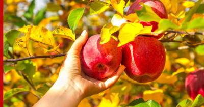 Сбор и хранение зимних яблок: советы опытных садоводов