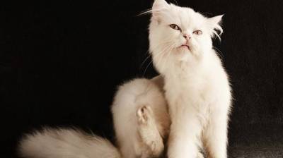 Пушистые предсказатели: как кошки управляют нашей судьбой