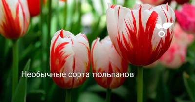 Необычные сорта тюльпанов