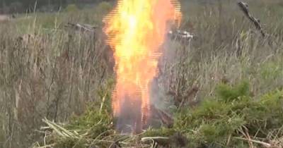 Сожжение сотен кустов конопли в Подмосковье попало на видео