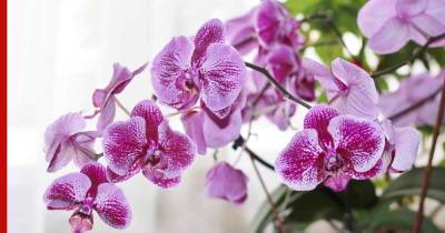 Орхидеи для начинающих: простые в уходе и красивые цветы