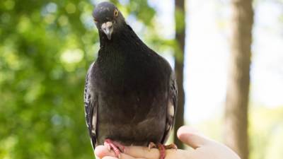 Врач-инфекционист Акименко предупредила об опасности контакта с птицами