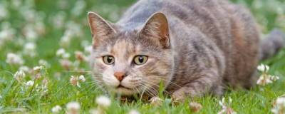 Ученые выяснили, что кошки любят охотиться не из-за чувства голода