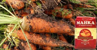 Чтобы получить крупные плоды, заядлые огородники сажают морковь с манкой