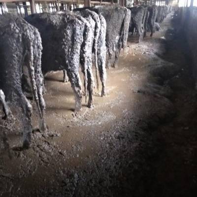 После публикаций фотографий коров в грязи вице-премьер Удмуртии пообещала проверить хозяйство (ФОТО)