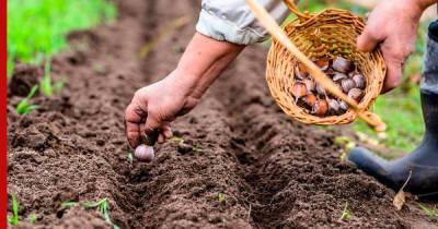 Посадка чеснока под зиму: главные правила для хорошего и раннего урожая