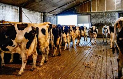 Нидерланды готовят принудительное сокращение поголовье скота на 30%